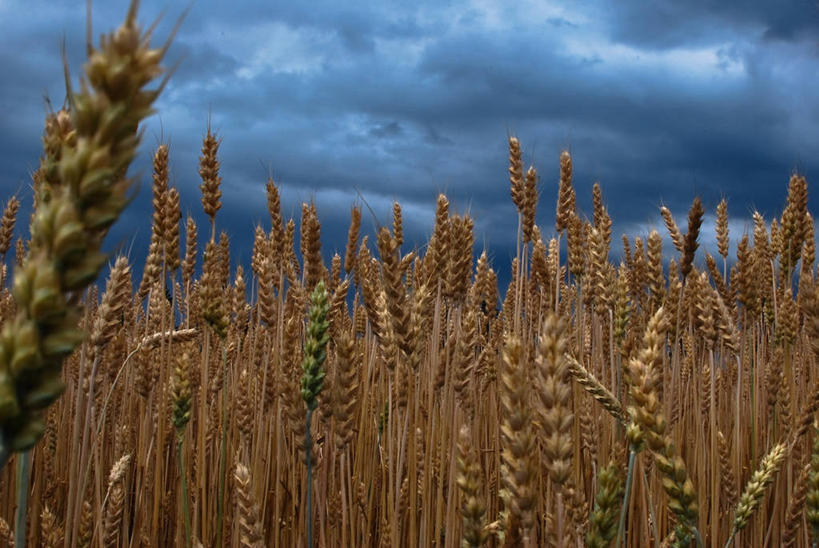 无人,横图,室外,白天,农业,小麦,多云,田地,云,天气,自然,摄影,生长,彩图