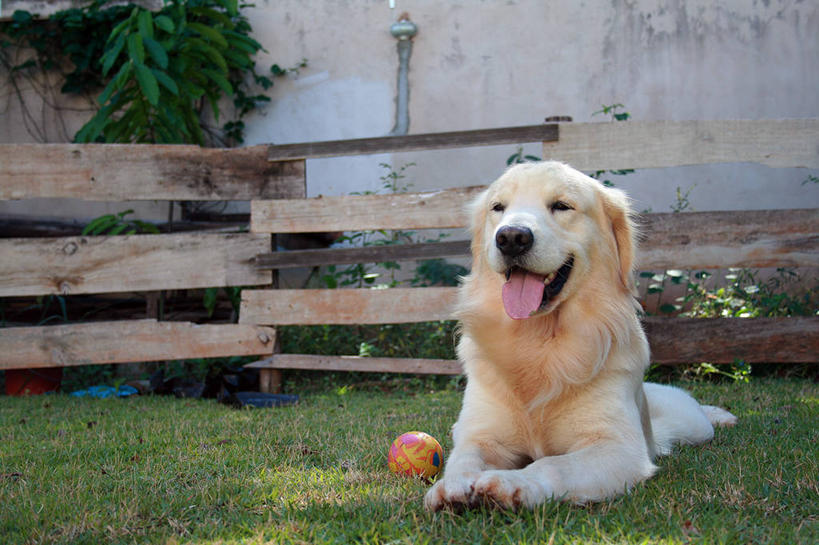 无人,坐,横图,室外,白天,草坪,宠物,狗,巴西,木制,篱笆,球,草,家畜,摄影,金毛寻回犬,圣保罗州,彩图