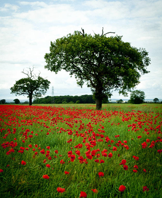 无人,竖图,室外,白天,美景,英国,景观,田地,云,花,树,红色,风景,天空,自然,景色,摄影,生长,清新,自然风光,北约克郡,彩图,莫尔顿