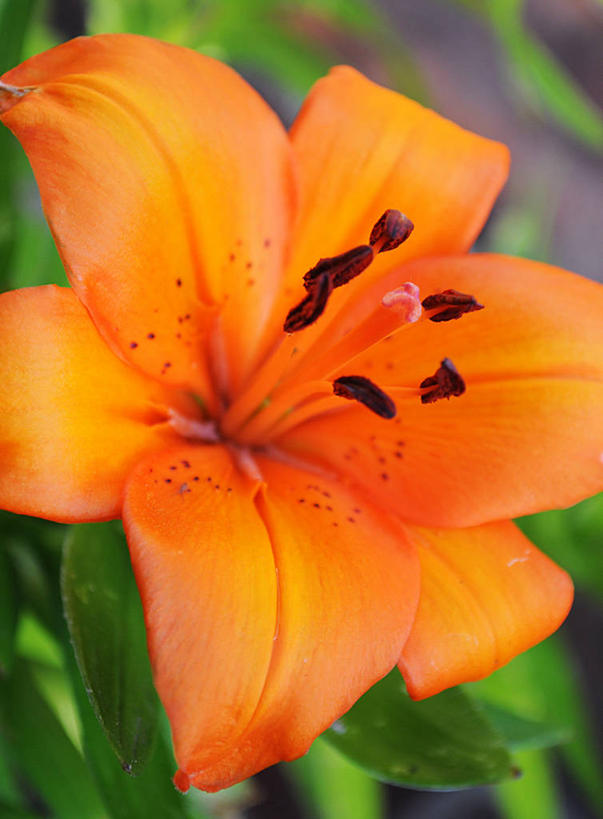 无人,竖图,室外,特写,白天,美景,百合花,叶子,英国,景观,花瓣,自然,橙色,景色,摄影,脆弱,雄蕊,清新,自然风光,北约克郡,彩图