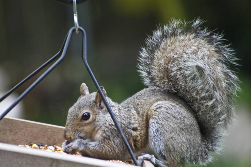 无人,吃,横图,室外,特写,白天,野生动物,美国,松鼠,摄影,喂鸟器,彩图