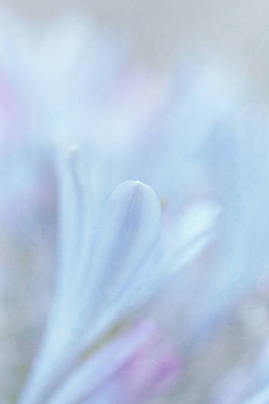 无人,竖图,特写,美景,美国,盛开,景观,花蕾,花,花瓣,花朵,鲜花,一朵,蓝色,自然,花苞,花蕊,景色,摄影,非洲百合,脆弱,清新,加利福尼亚,自然风光,圣何塞,彩图