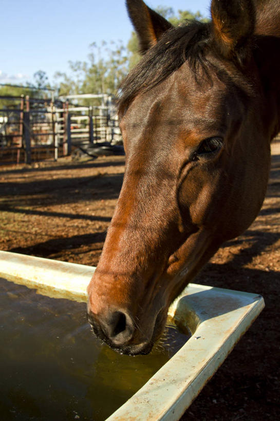 无人,竖图,室外,特写,白天,水,马,澳大利亚,喝,水槽,天空,家畜,摄影,新南威尔士,彩图