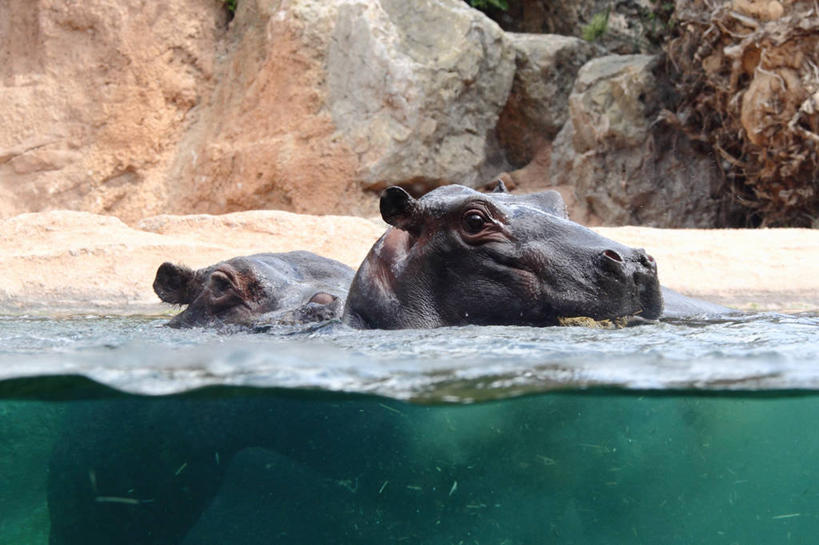 无人,横图,室外,白天,河马,野生动物,西班牙,动物,两只,摄影,巴伦西亚省,死水,岩石,彩图