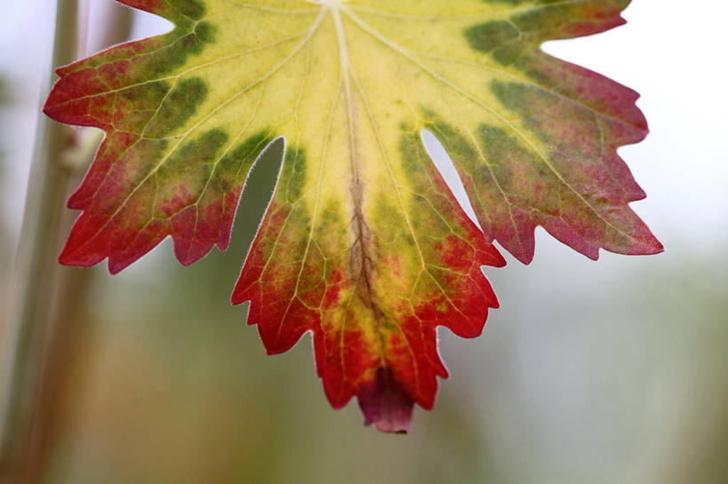 无人,横图,室外,特写,白天,叶子,英国,英格兰,红色,绿色,摄影,脆弱,清新,白金汉郡,彩图