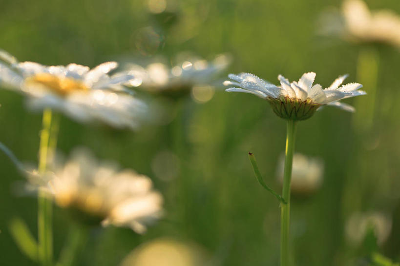 无人,横图,室外,白天,加拿大,田地,雏菊,花,自然,摄影,生长,脆弱,早晨,清新,多伦多,彩图