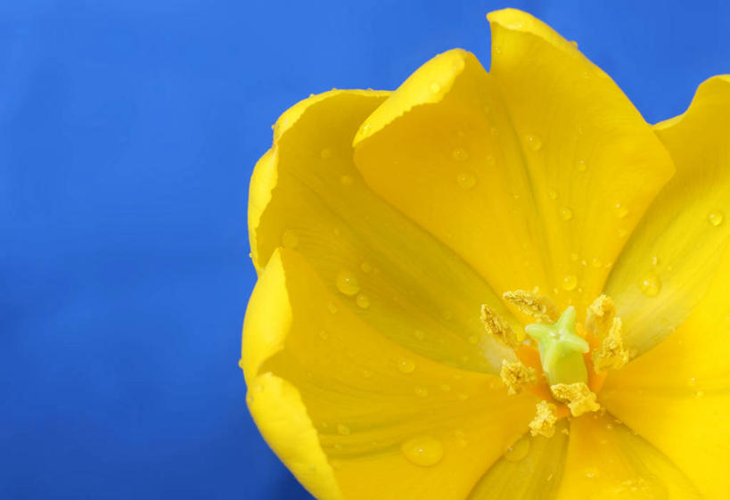 无人,横图,室外,特写,白天,水,郁金香,英国,盛开,水滴,花蕾,花,花瓣,花朵,鲜花,一朵,黄色,花苞,花蕊,摄影,脆弱,清新,万里无云,中洛锡安,彩图