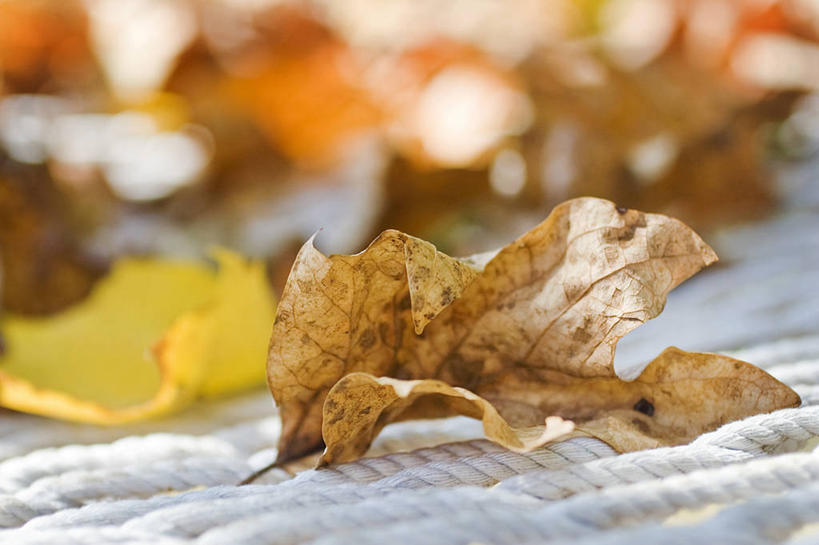 无人,横图,室外,特写,白天,吊床,叶子,美国,自然,摄影,北美,北美洲,脆弱,美洲,改变,干的,北卡罗来纳州,北亚美利加洲,亚美利加洲,北卡罗来纳,焦油脚根之州,黑油鞋根之州,老北州,秋天,彩图,美利坚合众国