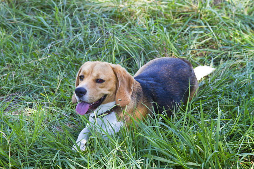 无人,躺,横图,室外,白天,宠物,狗,澳大利亚,草,休息,家畜,放松,摄影,新南威尔士,彩图,小猎犬,宠物项圈