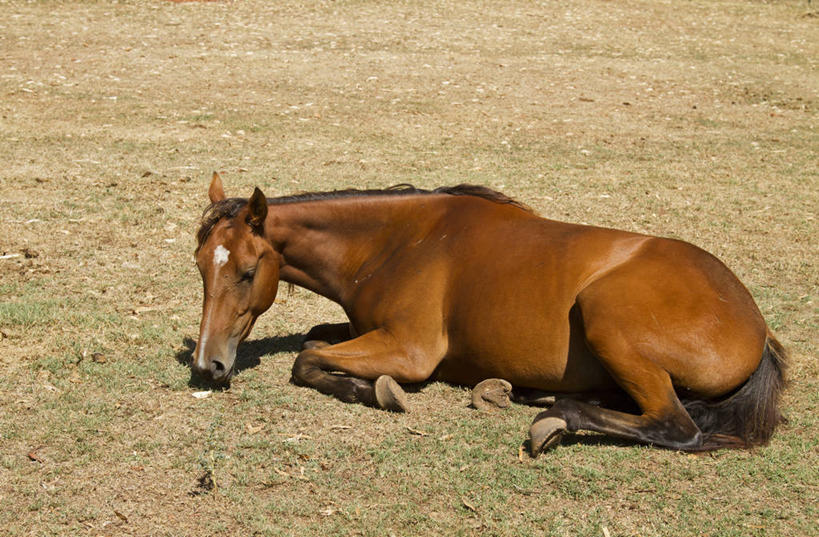 无人,躺,横图,室外,白天,马,澳大利亚,陆地,褐色,动物,休息,家畜,放松,摄影,彩图