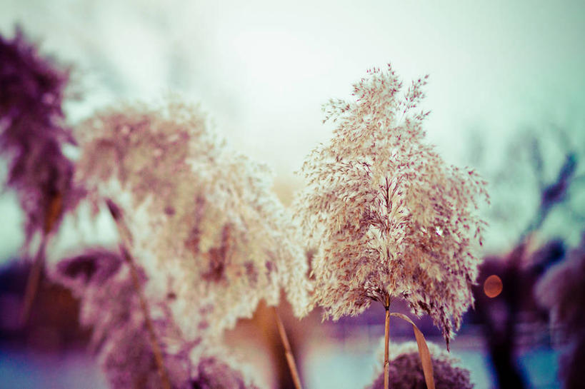 无人,横图,室外,特写,白天,旅游,度假,美景,芦苇,罗马尼亚,景观,首都,娱乐,自然,享受,休闲,景色,放松,摄影,生长,脆弱,清新,自然风光,布加勒斯特,彩图