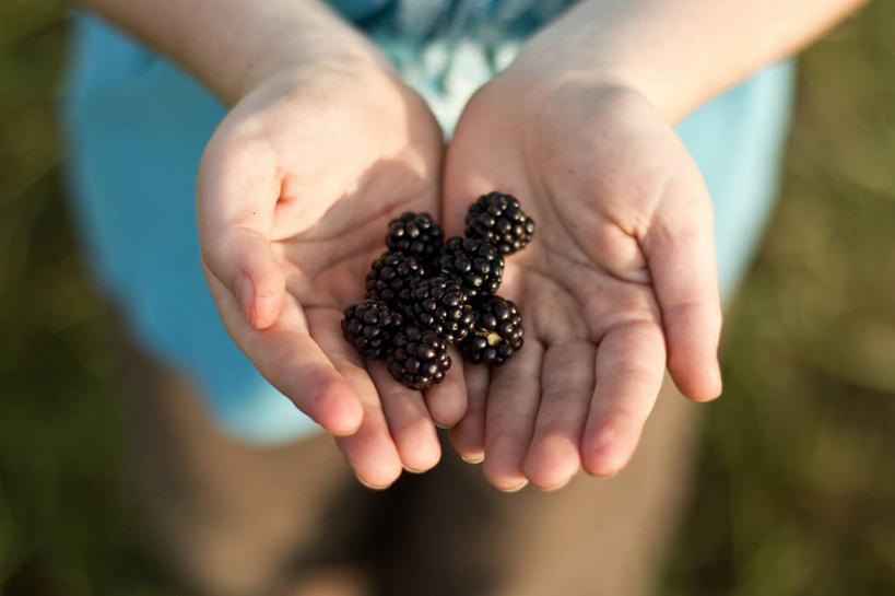 手,一个人,横图,俯视,室外,特写,白天,水果,英国,拿着,饮食,摄影,清新,健康食物,黑刺莓,捧着,彩图,高角度拍摄
