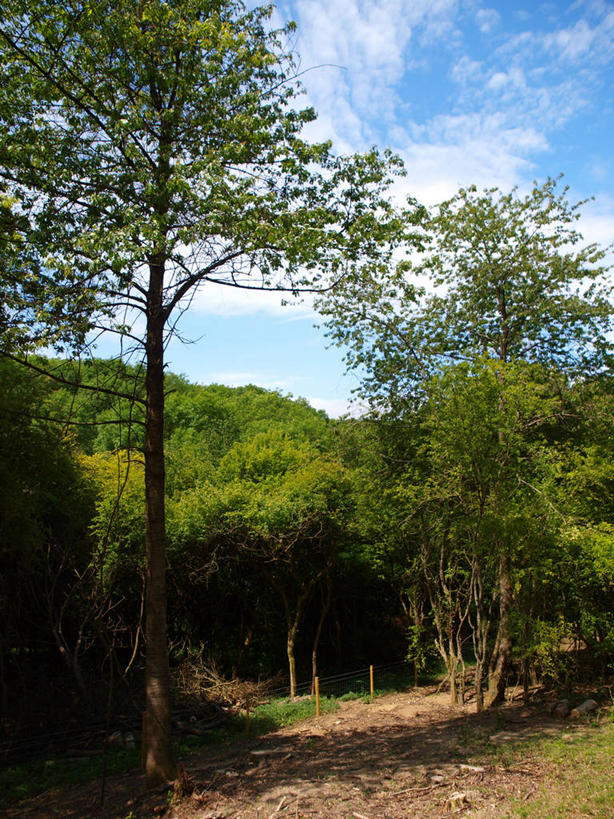 无人,竖图,室外,白天,森林,英国,云,小路,首都,树,天空,自然,摄影,生长,宁静,环境,自然保护区,萨里市,彩图