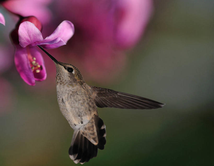 无人,横图,室外,白天,侧面,蜂鸟,野生动物,美国,鸟类,半空,盘旋,花,花瓣,摄影,加利福尼亚,喂养,彩图