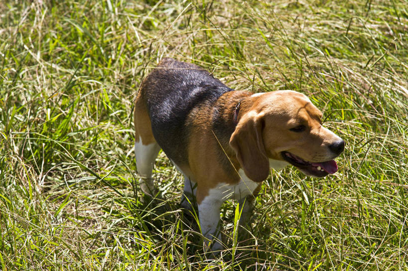 无人,站,横图,室外,白天,宠物,狗,澳大利亚,草,动物,张嘴,家畜,摄影,张大嘴巴,新南威尔士,张开嘴,彩图,小猎犬