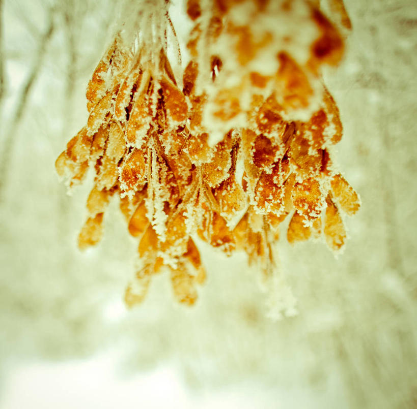 无人,横图,室外,白天,植物,罗马尼亚,冬天,果树,首都,霜,树,树木,绿色,自然,寒冷,摄影,生长,成长,清新,布加勒斯特,无花果树,彩图