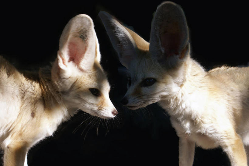 无人,横图,室外,特写,白天,狐狸,野生动物,光,首都,动物,两只,摄影,塞尔维亚,彩图