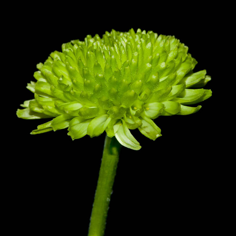 无人,方图,特写,英国,黑色背景,盛开,茎,花蕾,花,花瓣,花朵,鲜花,一朵,绿色,自然,花苞,花蕊,菊花,摄影,生长,脆弱,清新,彩图,影棚拍摄