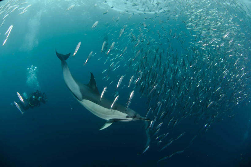 游泳,无人,横图,室外,白天,水下,海洋,海豚,野生动物,非洲,南非,一群,许多,鱼群,很多,鱼类,潜水,摄影,生存,阿非利加洲,南非共和国,夸祖鲁.纳塔尔省,真海豚,彩图