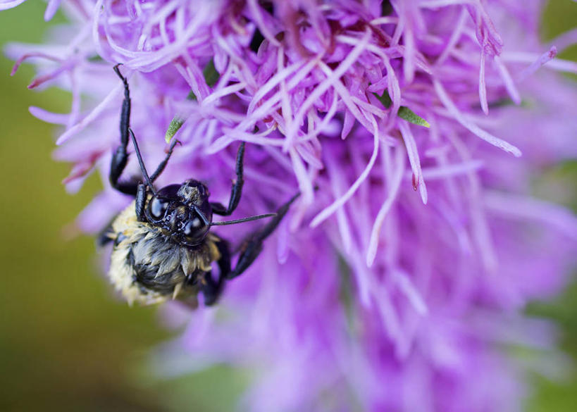 无人,横图,室外,特写,白天,野生动物,蜜蜂,美国,花,紫色,自然,摄影,北美,北美洲,脆弱,美洲,授粉,北卡罗来纳州,北亚美利加洲,亚美利加洲,北卡罗来纳,焦油脚根之州,黑油鞋根之州,老北州,彩图,美利坚合众国