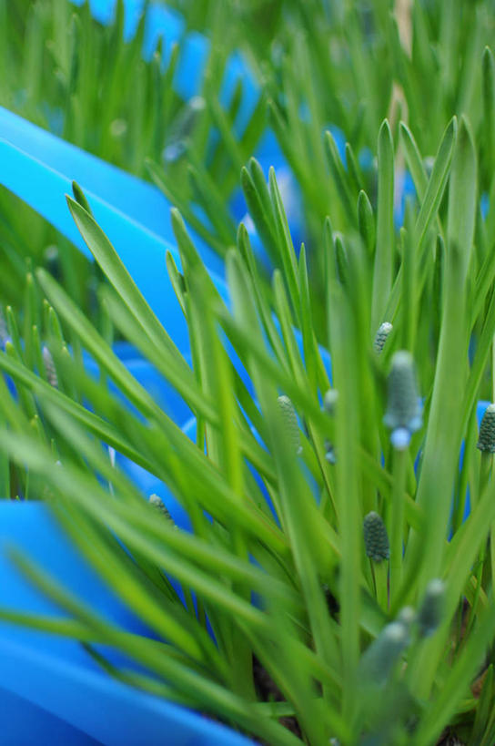 无人,竖图,室外,特写,白天,荷兰,喷壶,首都,蓝色,绿色,摄影,生长,清新,阿姆斯特丹,葡萄风信子,彩图