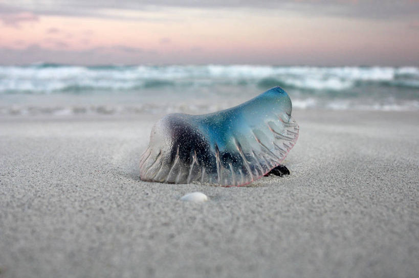 无人,横图,室外,特写,白天,海洋,古巴,自然,动物,波浪,摄影,拉丁美洲,水母,彩图,瓦拉德罗