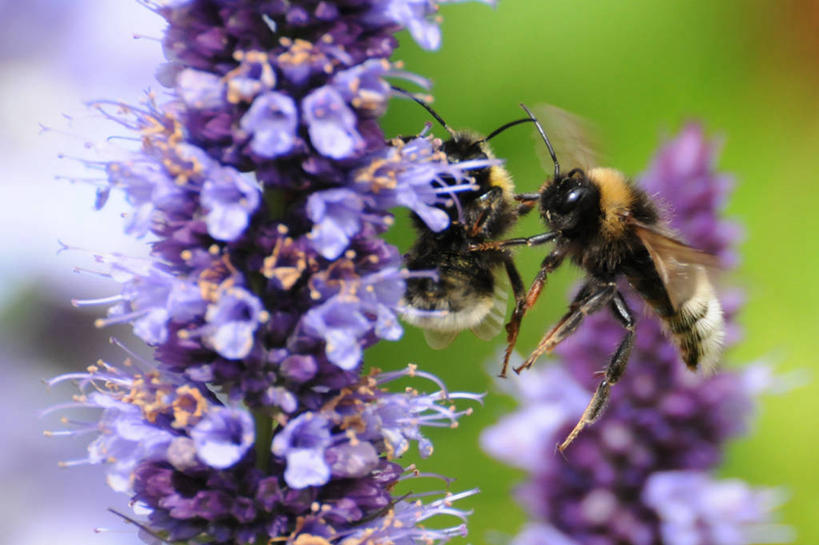 无人,横图,室外,特写,白天,野生动物,蜜蜂,英国,冲突,花,紫色,自然,动物,两只,摄影,脆弱,打斗,彩图