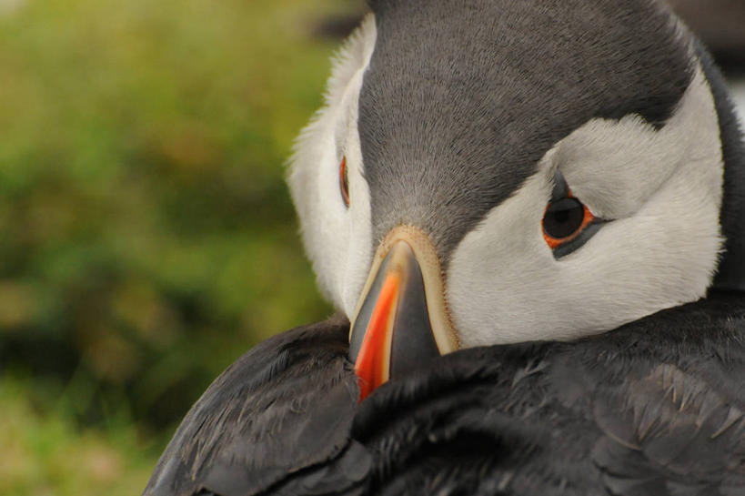 无人,横图,室外,特写,白天,野生动物,英国,鸟类,动物,摄影,喙,角嘴海雀,彩图