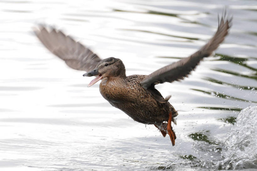 无人,横图,室外,白天,水,野生动物,英国,起飞,溅,鸟类,鸭子,飞,摄影,彩图