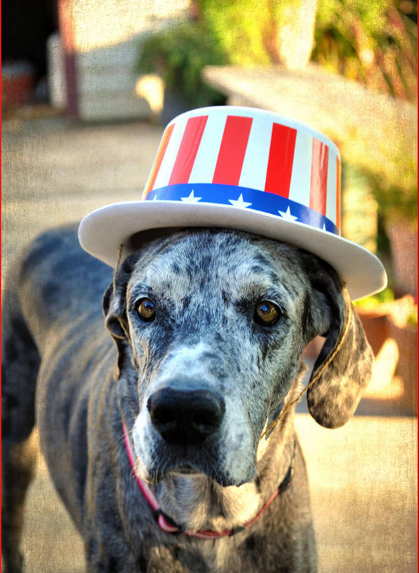 无人,竖图,室外,特写,白天,宠物,狗,帽子,美国,家畜,美国国旗,摄影,加利福尼亚,大丹狗,爱国主义,彩图