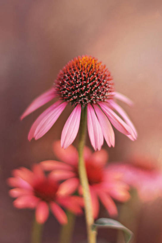 无人,竖图,室外,日落,美国,茎,花,花瓣,自然,摄影,金花菊,生长,脆弱,雄蕊,清新,圣何塞,彩图