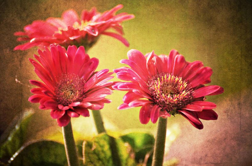 无人,横图,室外,特写,白天,美景,美国,纹路,纹理,景观,茎,非洲雏菊,雏菊,花,花瓣,红色,自然,景色,摄影,生长,脆弱,清新,加利福尼亚,自然风光,纯净,肌理,彩图