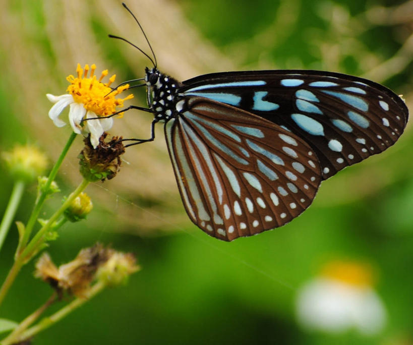 无人,横图,室外,特写,白天,野生动物,蝴蝶,日本,茎,花,吸,摄影,冲绳县,脆弱,清新,授粉,石垣岛,式样,彩图