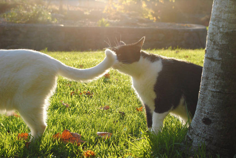 无人,横图,室外,白天,宠物,猫,日光,爱尔兰,尾巴,庭院,闻,树干,白色,动物,两只,家畜,摄影,幽默,彩图