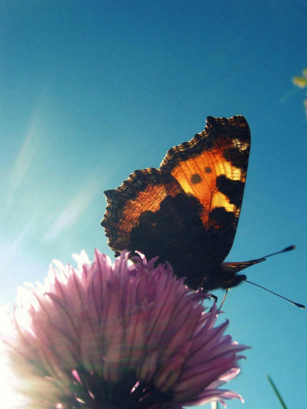 无人,竖图,室外,特写,白天,镜头眩光,仰视,野生动物,蝴蝶,日光,爱尔兰,盛开,昆虫,花蕾,花,花瓣,花朵,鲜花,一朵,紫色,动物,花苞,花蕊,摄影,蛱蝶,清新,益虫,万里无云,四足蝶,彩图,低角度拍摄