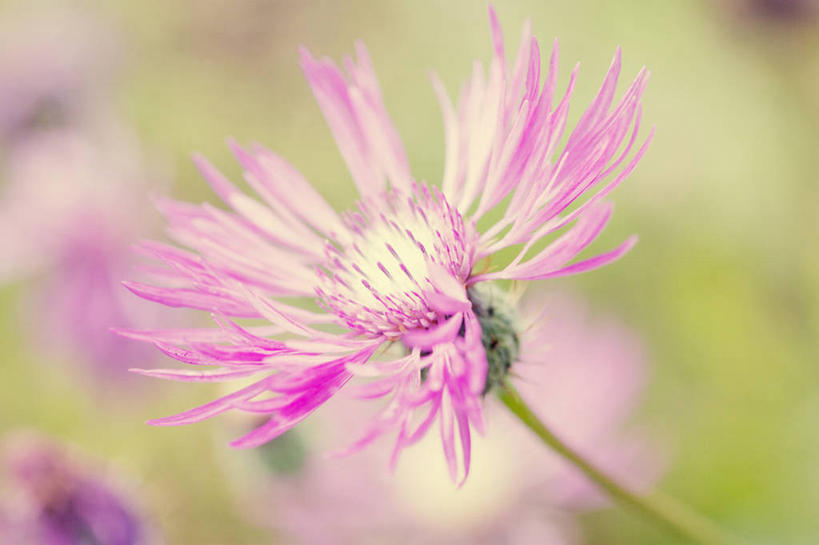 无人,横图,室外,特写,白天,美景,荷兰,盛开,景观,茎,花蕾,花,花瓣,花朵,鲜花,一朵,自然,花苞,花蕊,景色,摄影,脆弱,雄蕊,清新,自然风光,奈梅亨,山矢车菊,彩图,海尔德兰