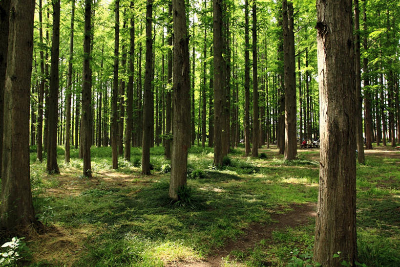 无人,公园,横图,室外,白天,森林,东京,日光,日本,首都,草,树,树干,绿色,自然,摄影,生长,宁静,彩图,林区