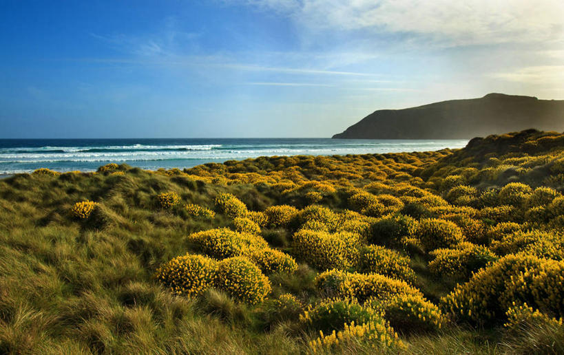 无人,横图,室外,白天,海洋,新西兰,地形,海岸线,水平线,草,风景,摄影,宁静,达尼丁,海滩,彩图
