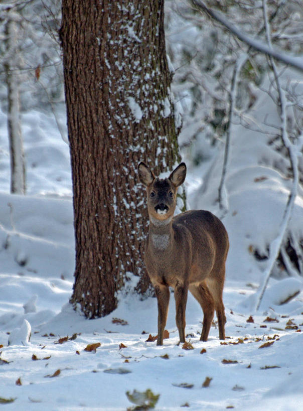 无人,站,竖图,室外,白天,旅游,度假,美景,森林,雪,英国,景观,冬天,娱乐,树,自然,享受,休闲,景色,放松,寒冷,摄影,自然风光,肖像,狍,彩图