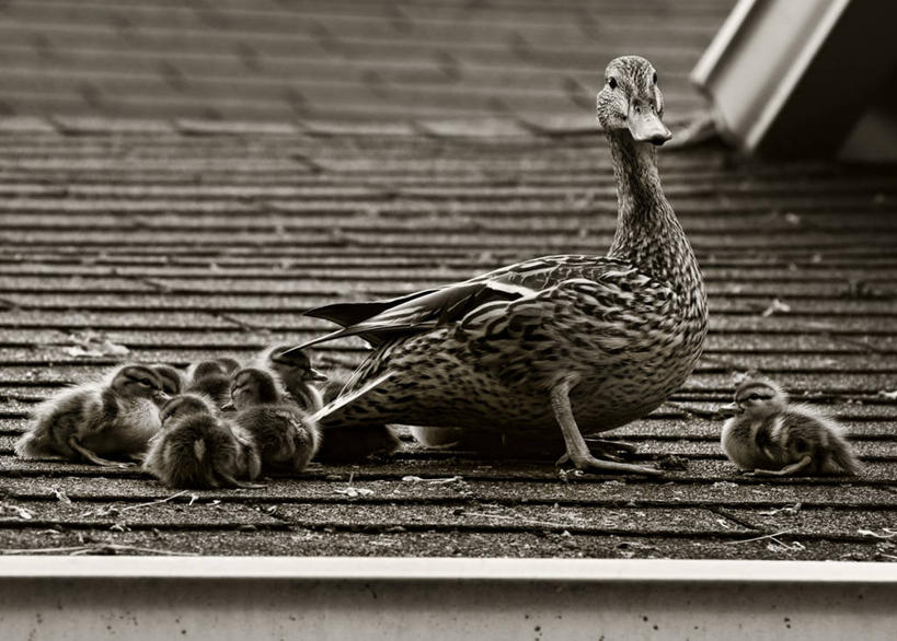 无人,横图,黑白,室外,白天,鸟,野生动物,美国,鸟类,鸭,鸭子,屋顶,家禽,动物,摄影,牲畜,野鸭,俄亥俄州