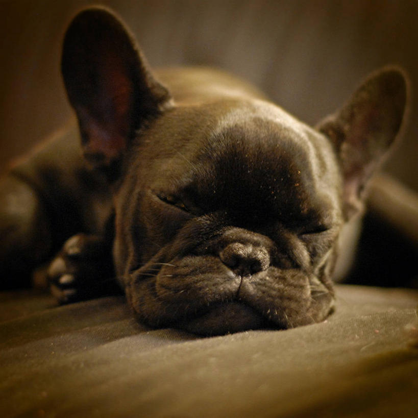 无人,方图,室内,特写,宠物,西班牙,小的,摄影,巴伦西亚省,闭着眼睛,睡觉,彩图,法国斗牛犬