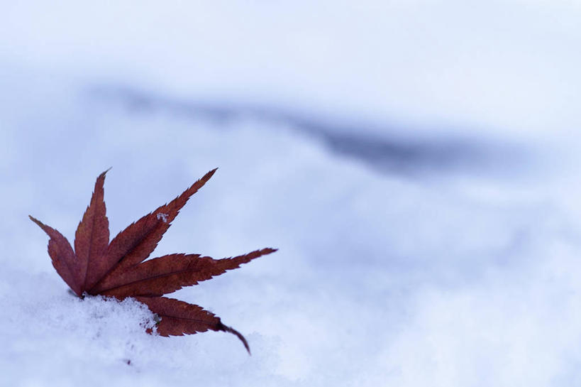 无人,横图,室外,特写,白天,雪,日本,枫叶,一个,自然,寒冷,摄影,京都府,单个,脆弱,改变,秋天,彩图