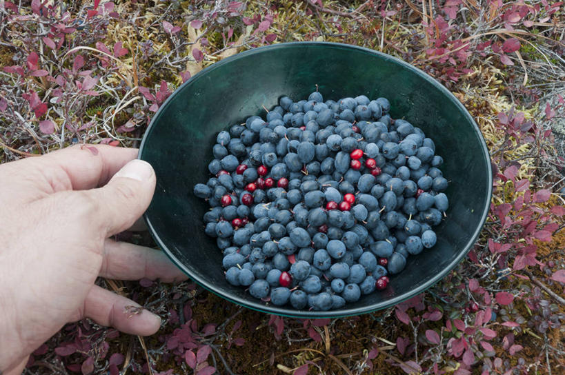 手,一个人,横图,室外,特写,白天,蓝莓,加拿大,拿着,饮食,自然,碗,摄影,部分,清新,健康食物,育空地区,彩图,背包族