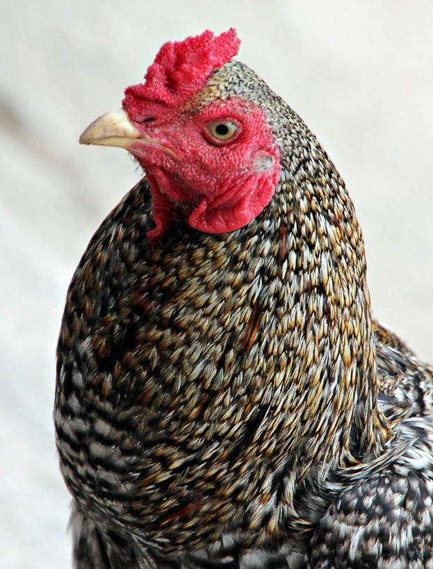 耳垂,无人,竖图,室外,特写,白天,鸡,柬埔寨,鸟类,家禽,动物,家畜,摄影,牲畜,喙,公鸡,彩图