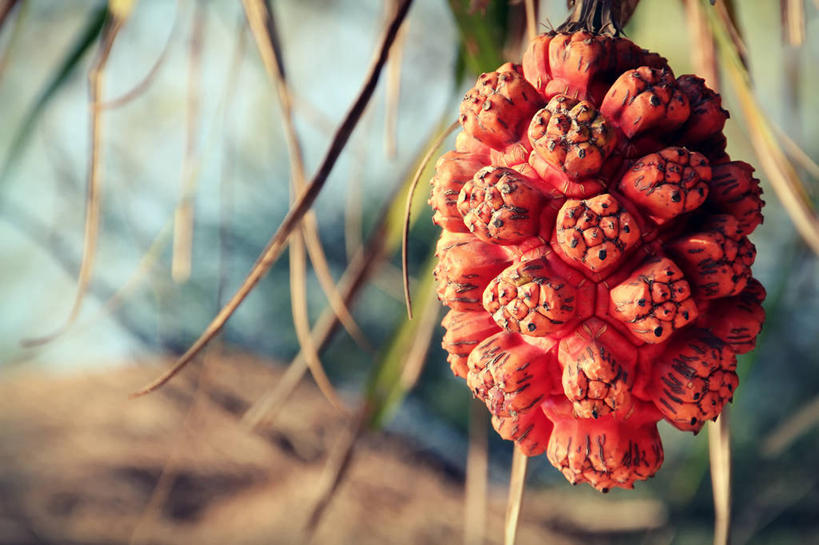 无人,横图,室外,特写,白天,水果,柬埔寨,饮食,红色,热带水果,摄影,生长,清新,彩图