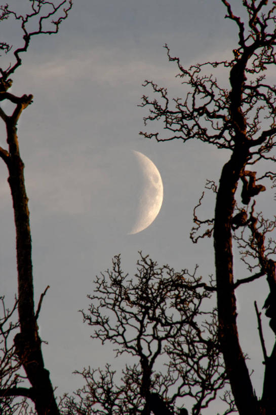 无人,竖图,室外,夜晚,英国,缠绕,月亮,月光,风景,模型,摄影,宁静,怪异,明亮,剪影,皎洁,北约克郡,彩图