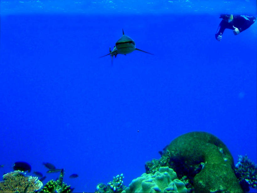 游泳,成年人,一个人,横图,探险,风险,水下,鲨鱼,仅一个男性,珊瑚,首都,鱼类,蓝色,动物,摄影,呼吸管,享乐,浮潜,冒险,危险,休闲活动,彩图,巴哈马群岛,拿骚