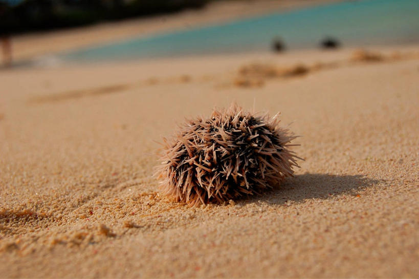 无人,横图,室外,特写,白天,豪猪,野生动物,阴影,沙子,首都,自然,动物,摄影,彩图,巴哈马群岛,拿骚