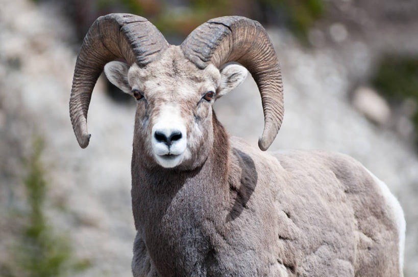 无人,横图,室外,特写,白天,野生动物,羊,加拿大,动物,可爱,摄影,活泼,肖像,大角羊,机敏,盘角羊,盘羊,亚伯达,班夫,彩图