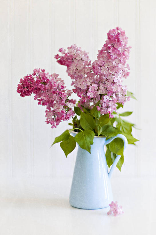 无人,竖图,特写,白色背景,丁香花,花瓶,叶子,瑞典,粉色,蓝色,绿色,摄影,脆弱,清新,彩图,影棚拍摄